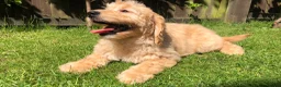 Goldendoodle dogs for sale: F1 Miniature Goldendoodle 100% DNA Health Tested - Advert 3