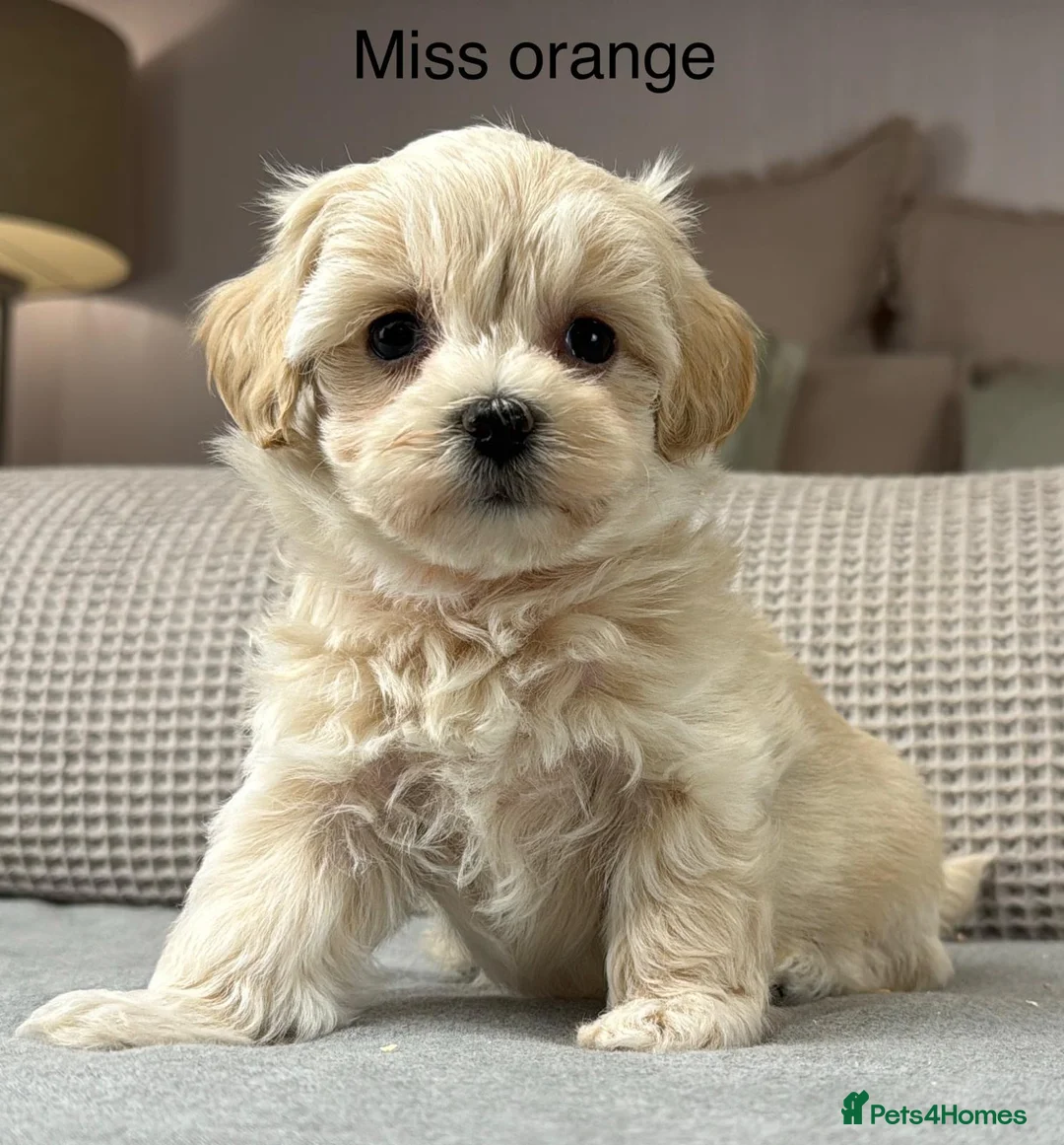 Maltipoo dogs for sale: A BEAUTIFUL ARRAY OF COLOURS AND LOVELINESS  - Advert 2