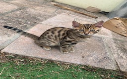Bengal cats for sale: MIXED BENGAL KITTENS - Image 2