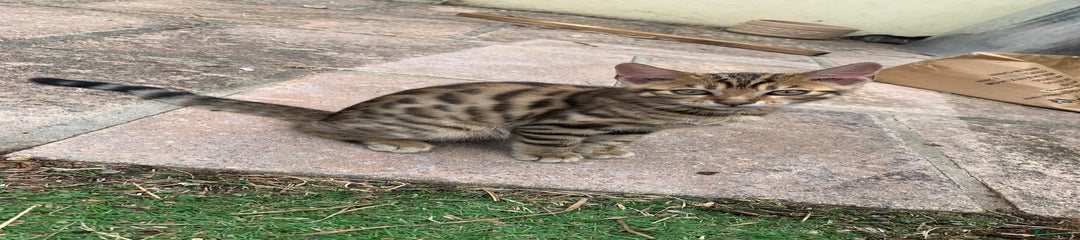 Bengal Kitten 1