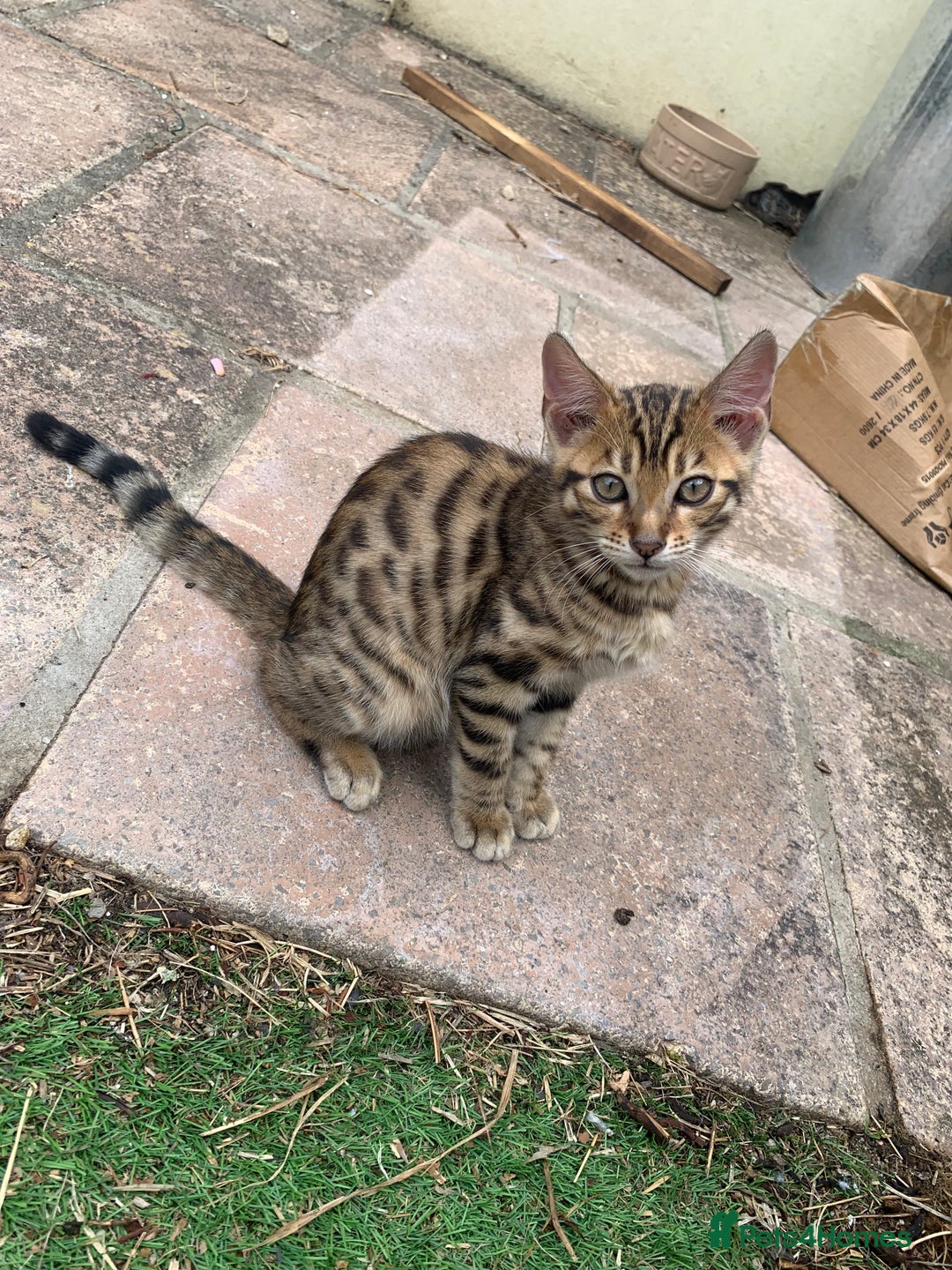 Bengal cats for sale: MIXED BENGAL KITTENS - Image 2