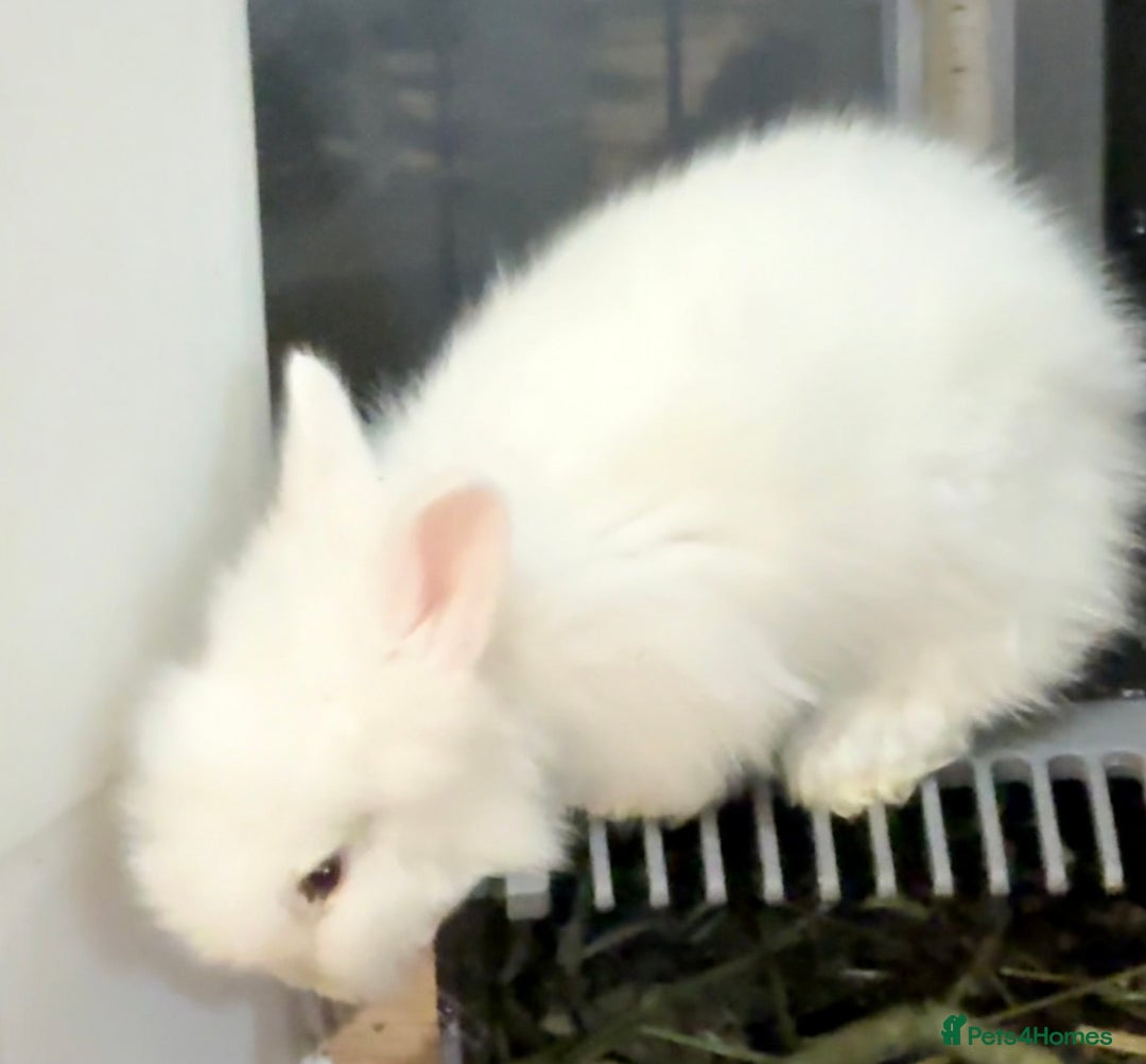 Lionhead rabbits for sale: 11 Double Maned Lionhead Babies For Sale - Advert 12