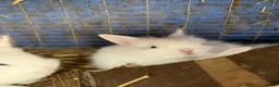 Lionhead rabbits for sale: 5x gorgeous white fluffy lionhead bunnies  - Advert 8
