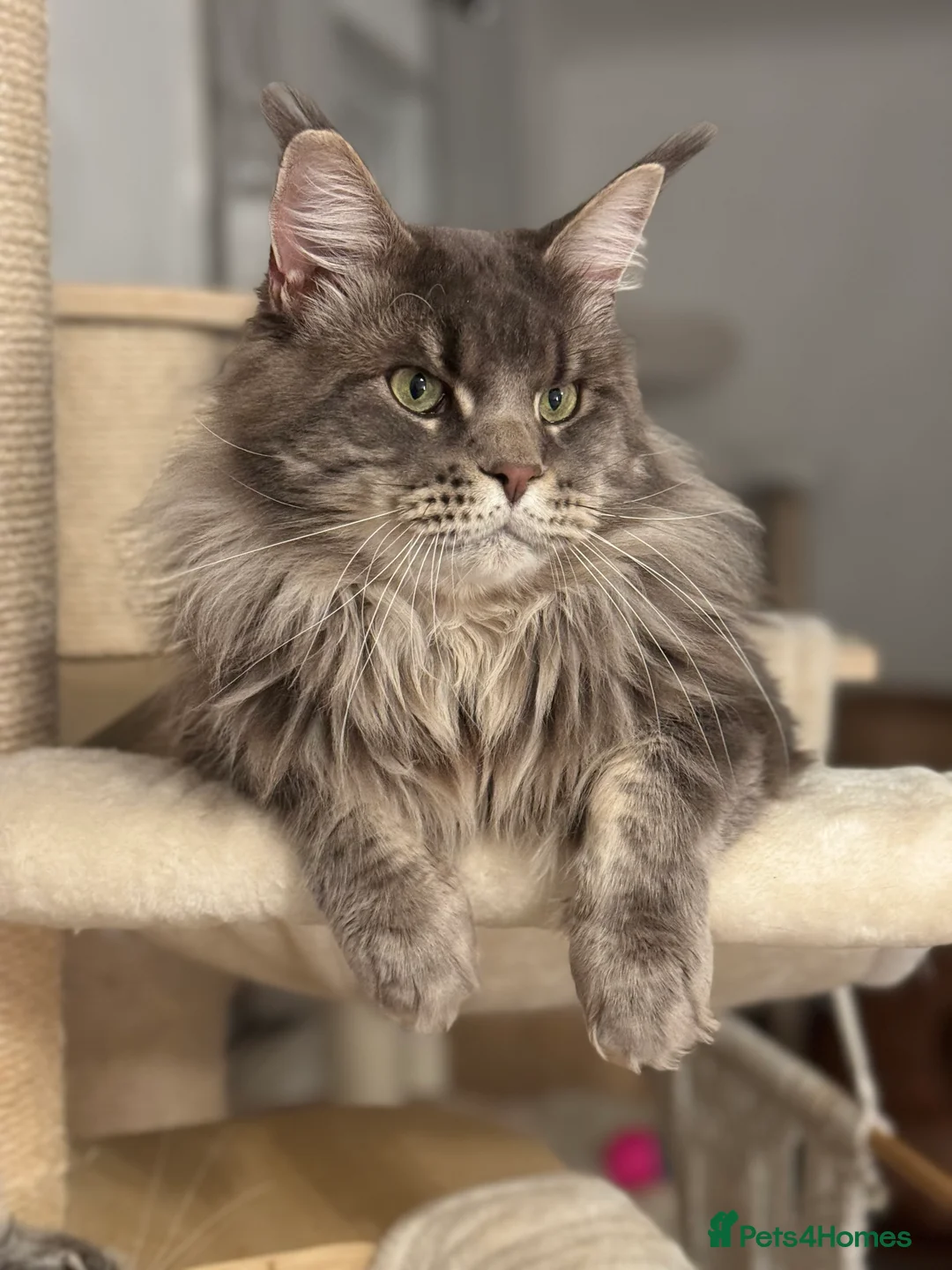 Maine Coon cats for stud: 🔥Beautiful stud Maine Coon ❤️ in Northampton - Advert 8