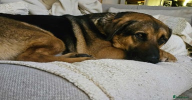 Mixed Breed dogs Jim the gentle giant  - Advert 6