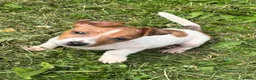 Jack Russell dogs for sale: Ready to go gorgeous Jack Russel pups in Rhyl - Advert 3