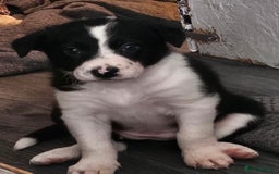Border Collie dogs for sale: Unique blue eyed blue merle border collie puppies - Image 5