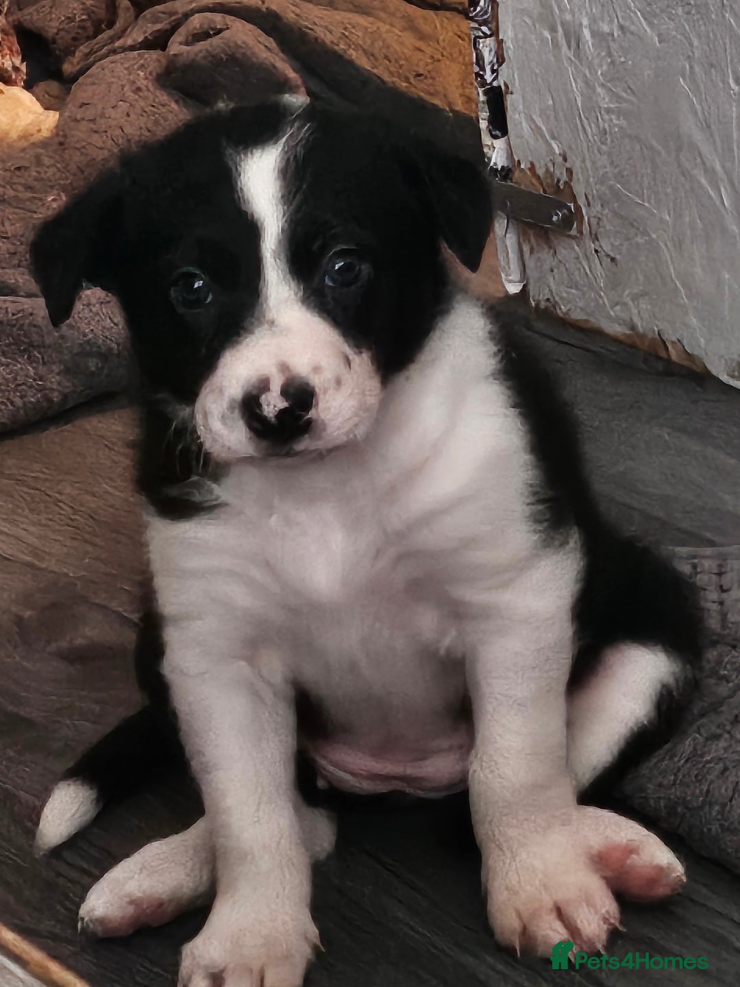 Border Collie dogs for sale: Unique blue eyed blue merle border collie puppies - Image 5