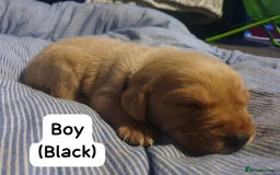 Labrador Retriever dogs for sale: Fox red labrador puppies - Advert 2