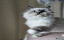 Ragdoll cats for sale: 6 Perfect Affectionate, Ready2Go Pedigree Kittens! - Advert 13