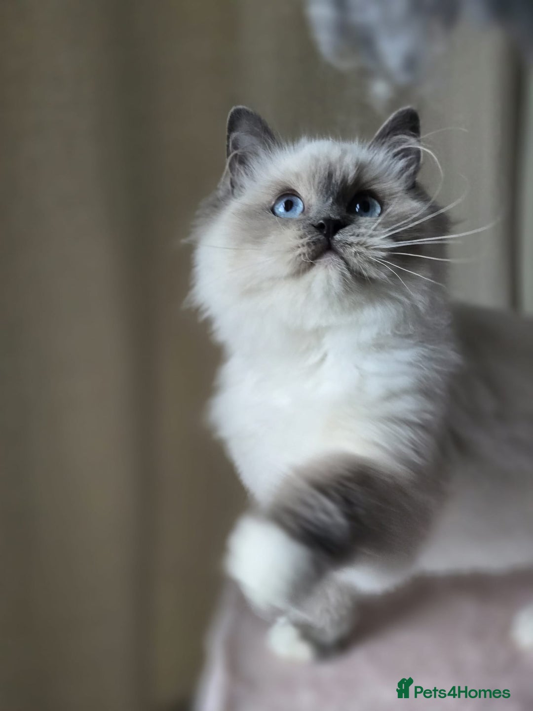 Ragdoll cats for sale: 6 Perfect Affectionate, Ready2Go Pedigree Kittens! - Advert 13