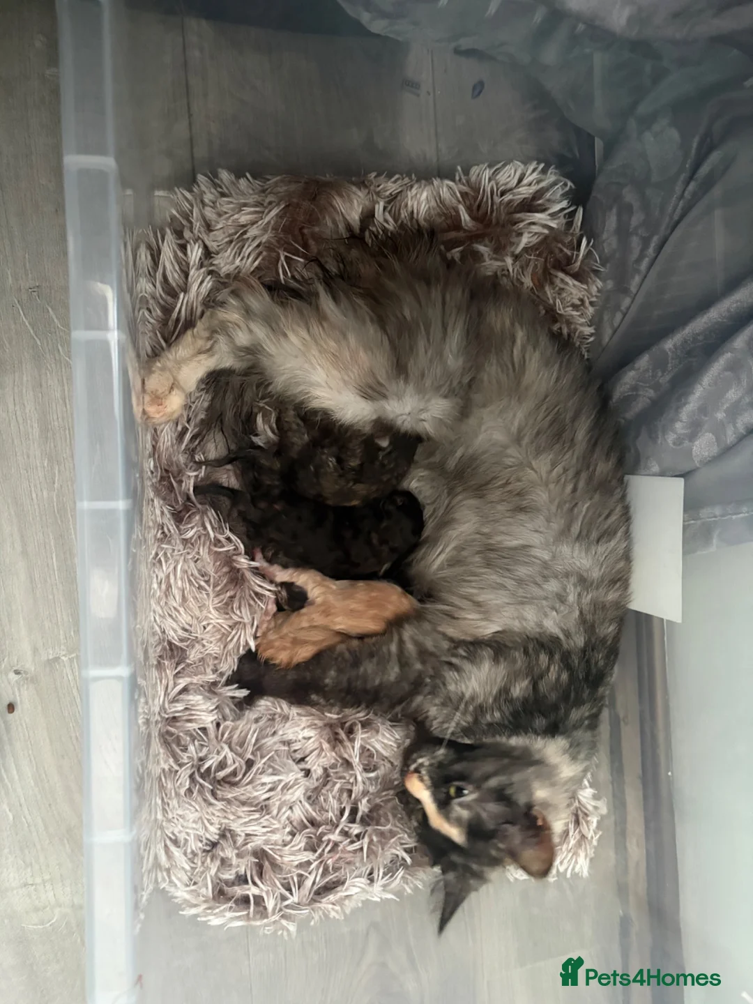 Maine Coon cats for sale: Pure Maine coon kittens  - Advert 2