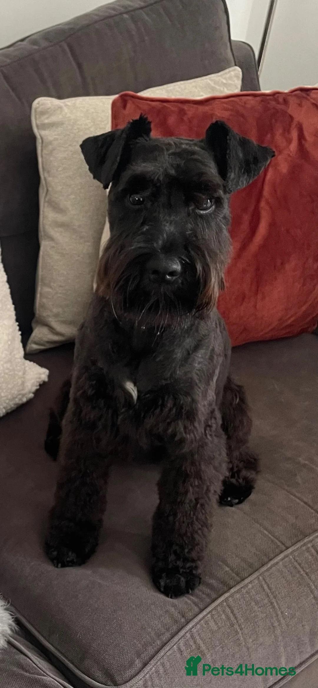 Miniature Schnauzer dogs for stud: For Stud - KC Registered Miniature Schnauzer in Lytham Saint Annes - Advert 2