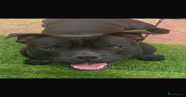 Staffordshire Bull Terrier dogs - Advert 6