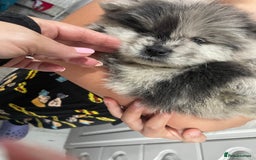 Chow Chow dogs for sale: Chow chow pups - Image 10