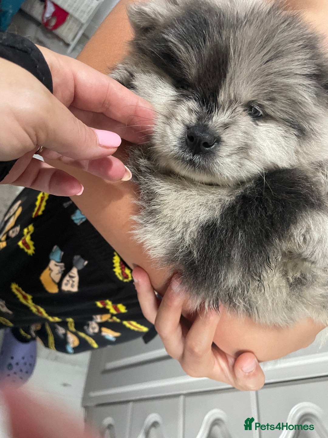 Chow Chow dogs for sale: Chow chow pups - Image 10