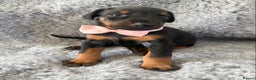 Dobermann dogs for sale: KC REG HEALTH TESTED EUROPEAN DOBERMAN : REDUCED! - Advert 9