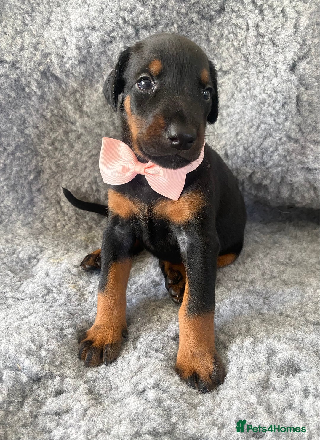 Dobermann dogs for sale: KC REG HEALTH TESTED EUROPEAN DOBERMAN : REDUCED! - Advert 9