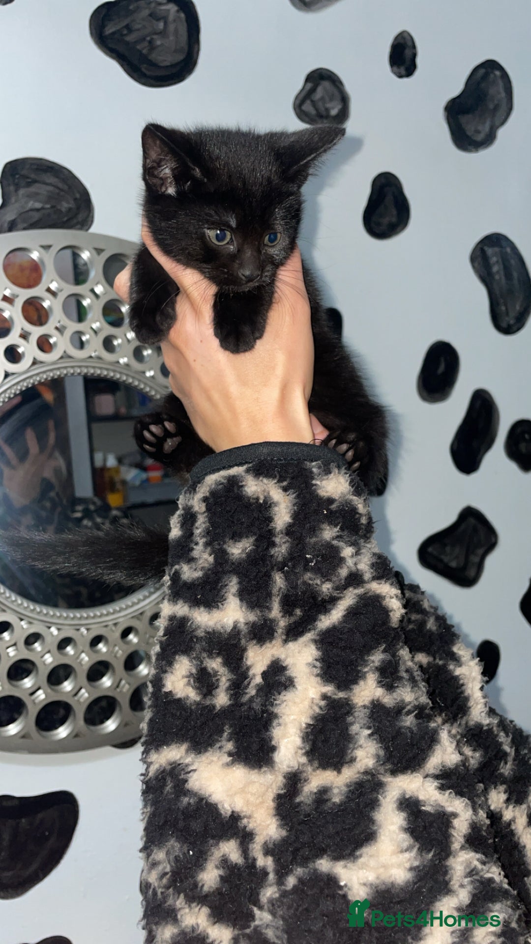 Mixed Breed cats for sale: 2 male black kittens  - Image 10