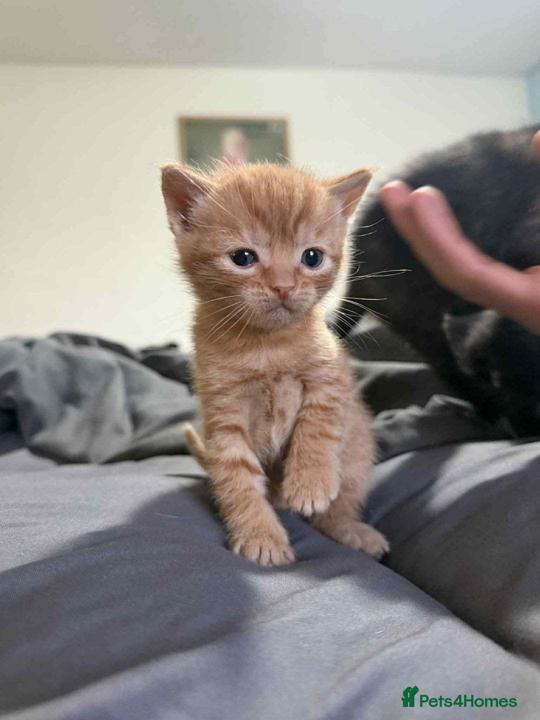 Mixed Breed birds for sale: Loving kittens - Advert 4