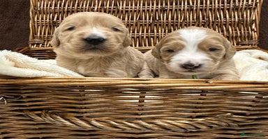 Double Doodle dogs - Advert 5