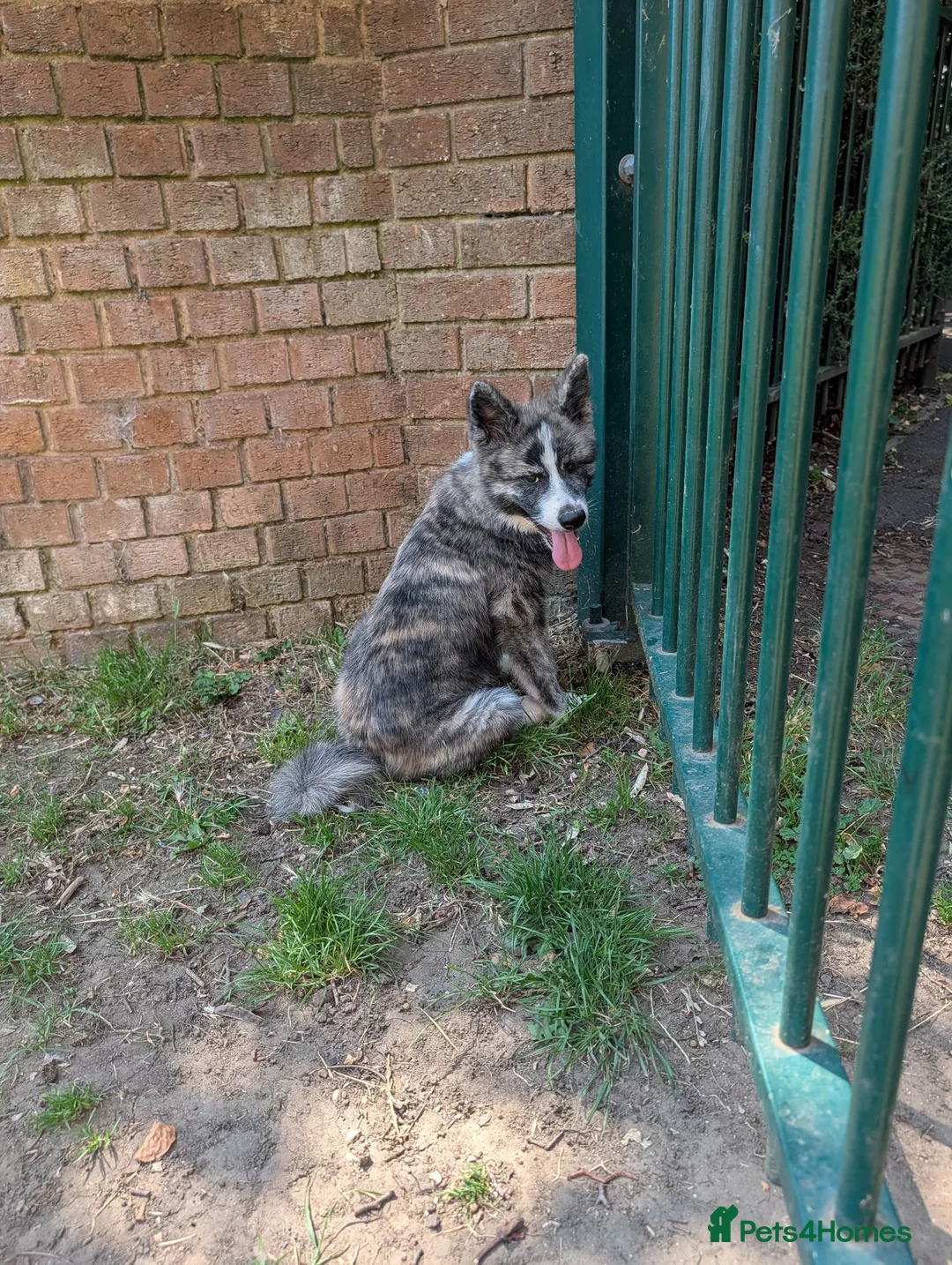 Japanese Akita Inu dogs for sale: Akita puppies pedigree for forever loving homes - Advert 2
