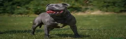 Staffordshire Bull Terrier dogs for sale: SMALLEST KC REG SBT PUPPY  - Advert 32