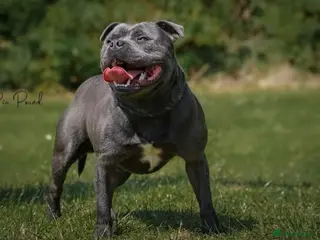 Staffordshire Bull Terrier dogs CHAMPIONS KC REG SBT PUPPY - Advert 2