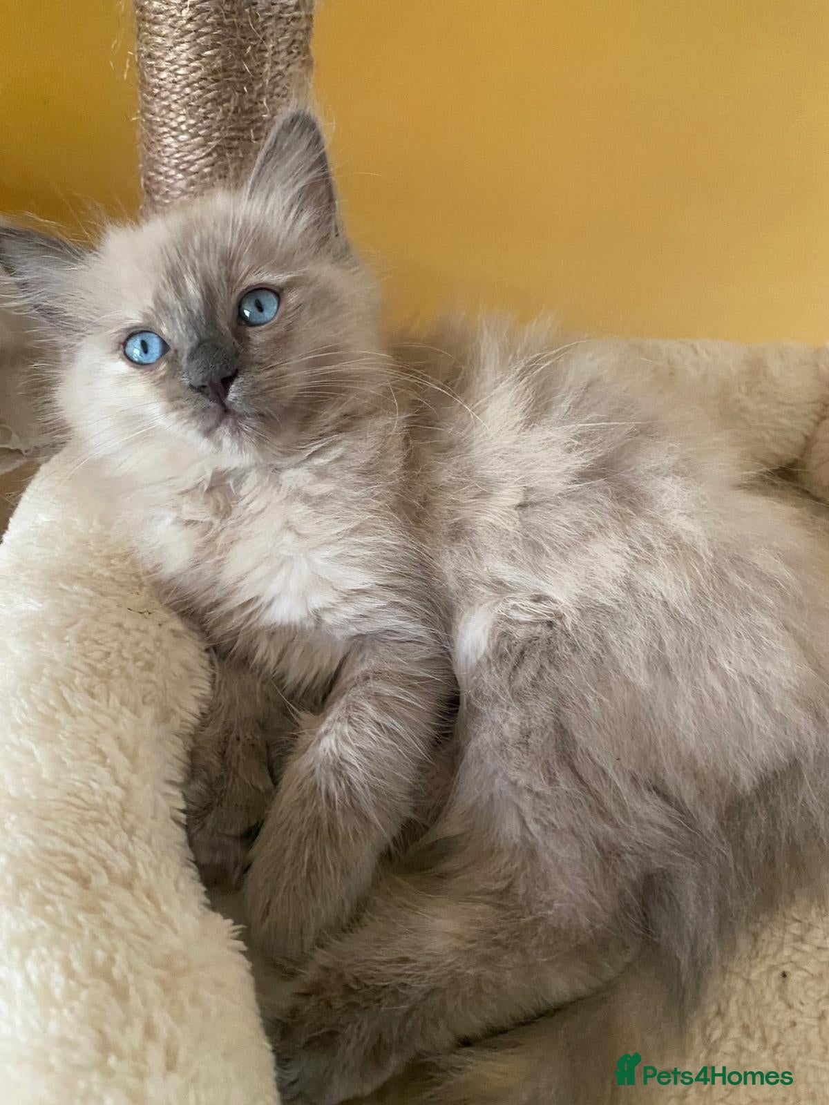 Ragdoll cats Pedigree TICA Cherubim Ragdolls - Advert 1