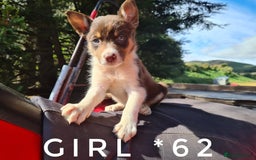 Border Collie dogs for sale: Fabulous Border Collie pups black, white, red. - Image 9