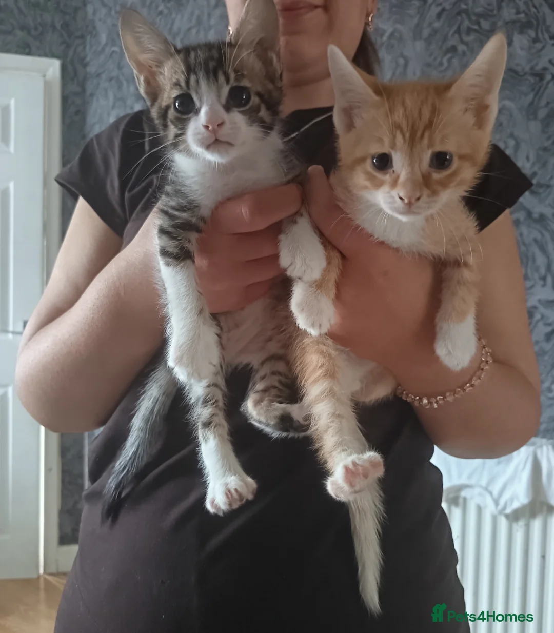 Mixed Breed cats for sale: Adorable Kittens Looking for Their Forever Homes - Advert 1