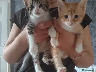 Mixed Breed cats Adorable Kittens Looking for Their Forever Homes - Advert 1
