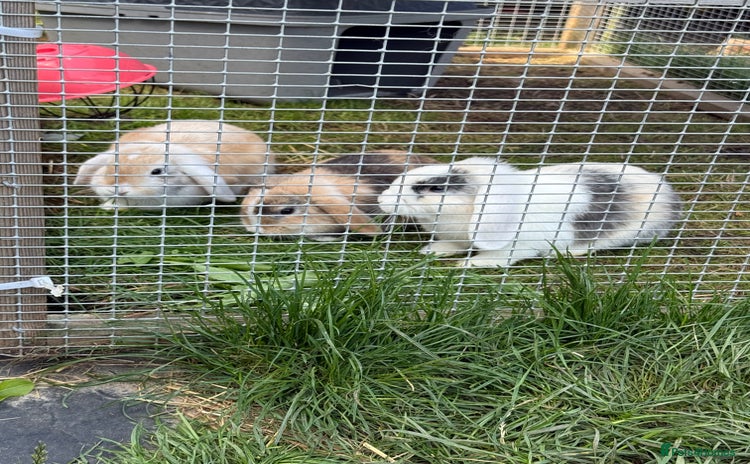 Mini Lop rabbits - Advert 1