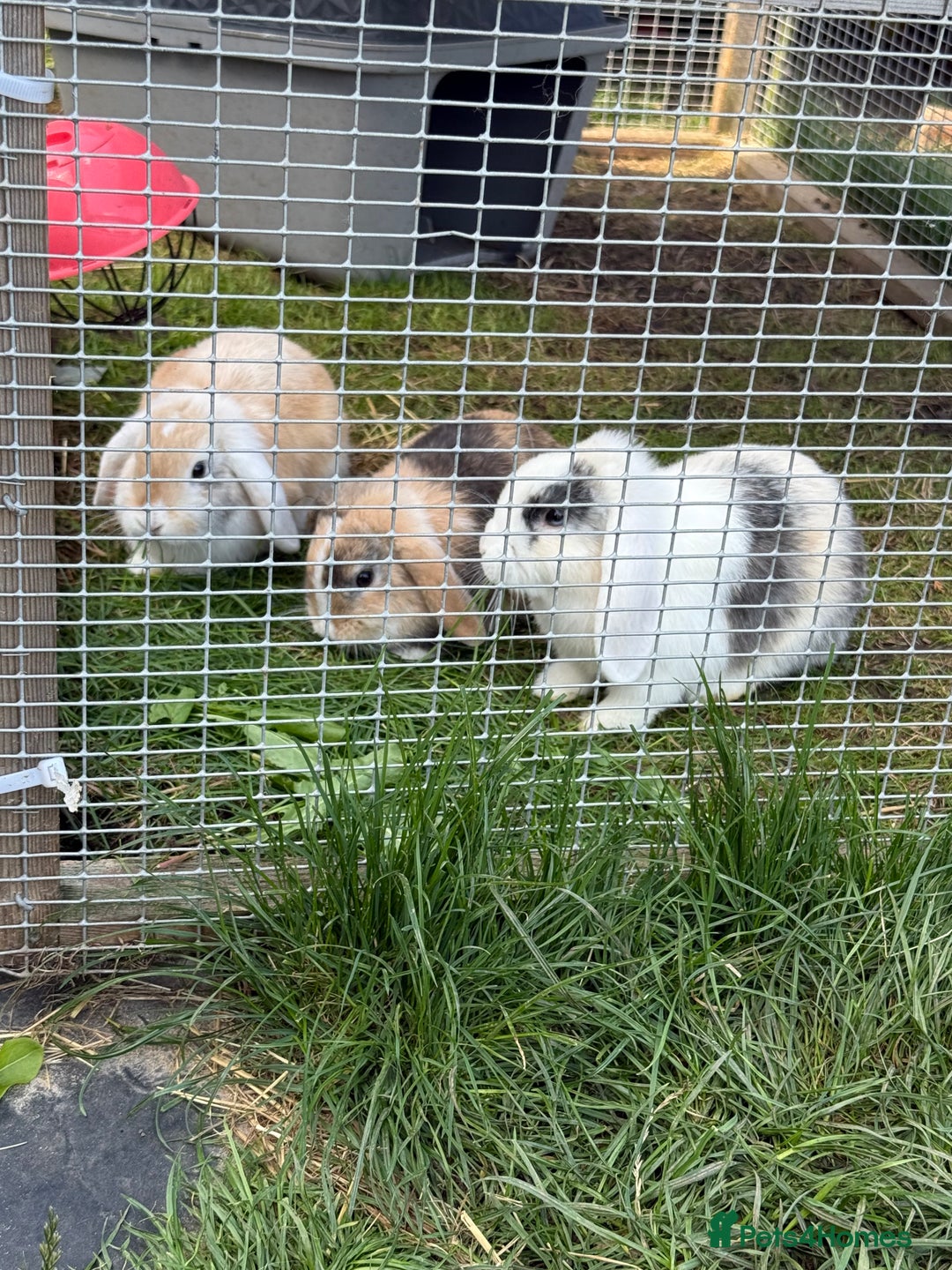 Mini Lop rabbits for sale: Beloved mini lops looking for new homes  - Image 1