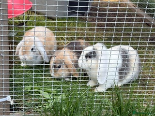 Mini Lop rabbits - Advert 16