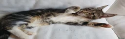Maine Coon cats for sale: 2 Maine Coon Cross kittens for sale - Advert 22