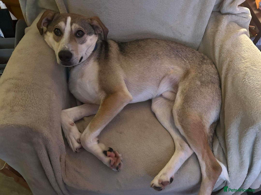 Mixed Breed dogs for adoption: MACK - FOR ADOPTION  - Advert 3