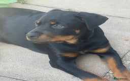 Rottweiler dogs for sale: Rottweiler for sale - Image 1