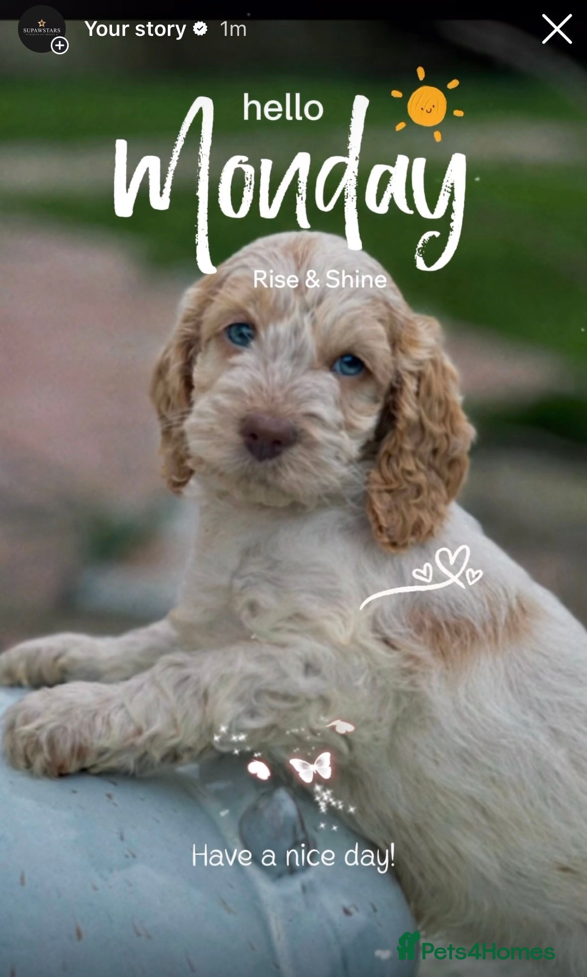 Cockapoo dogs Fabulous F1 cockapoos - Advert 6