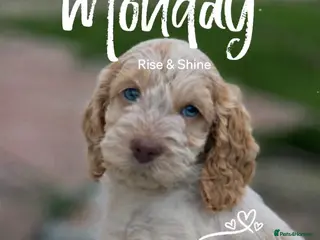 Cockapoo dogs Fabulous F1 cockapoos - Advert 4