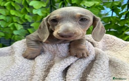 Dachshund dogs for sale: Miniature Dachshund Puppies  in Hull - Image 11