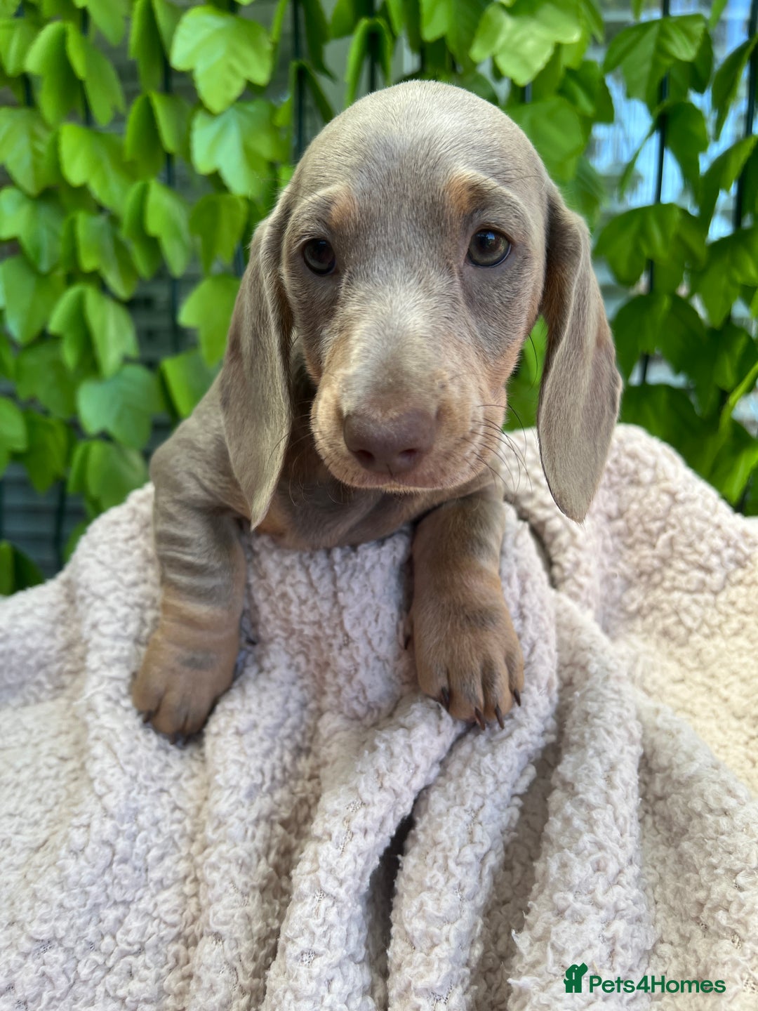 Dachshund dogs for sale: Miniature Dachshund Puppies  in Hull - Image 11