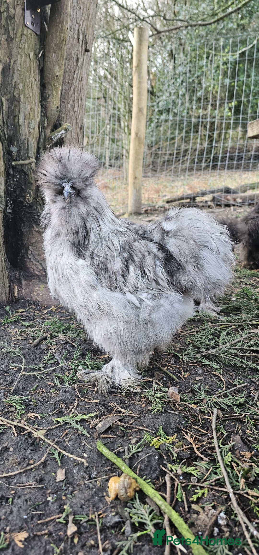 Chickens poultry for sale: Silkie rooster and hen  - Advert 4