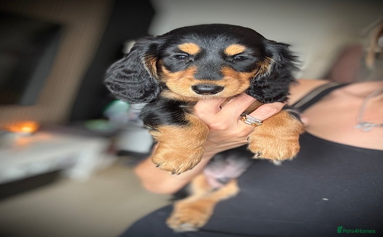 Miniature Dachshund dogs - Advert 10