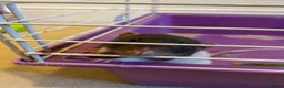 Rat rodents for sale: 2 male rats - aged 7 months - Advert 3