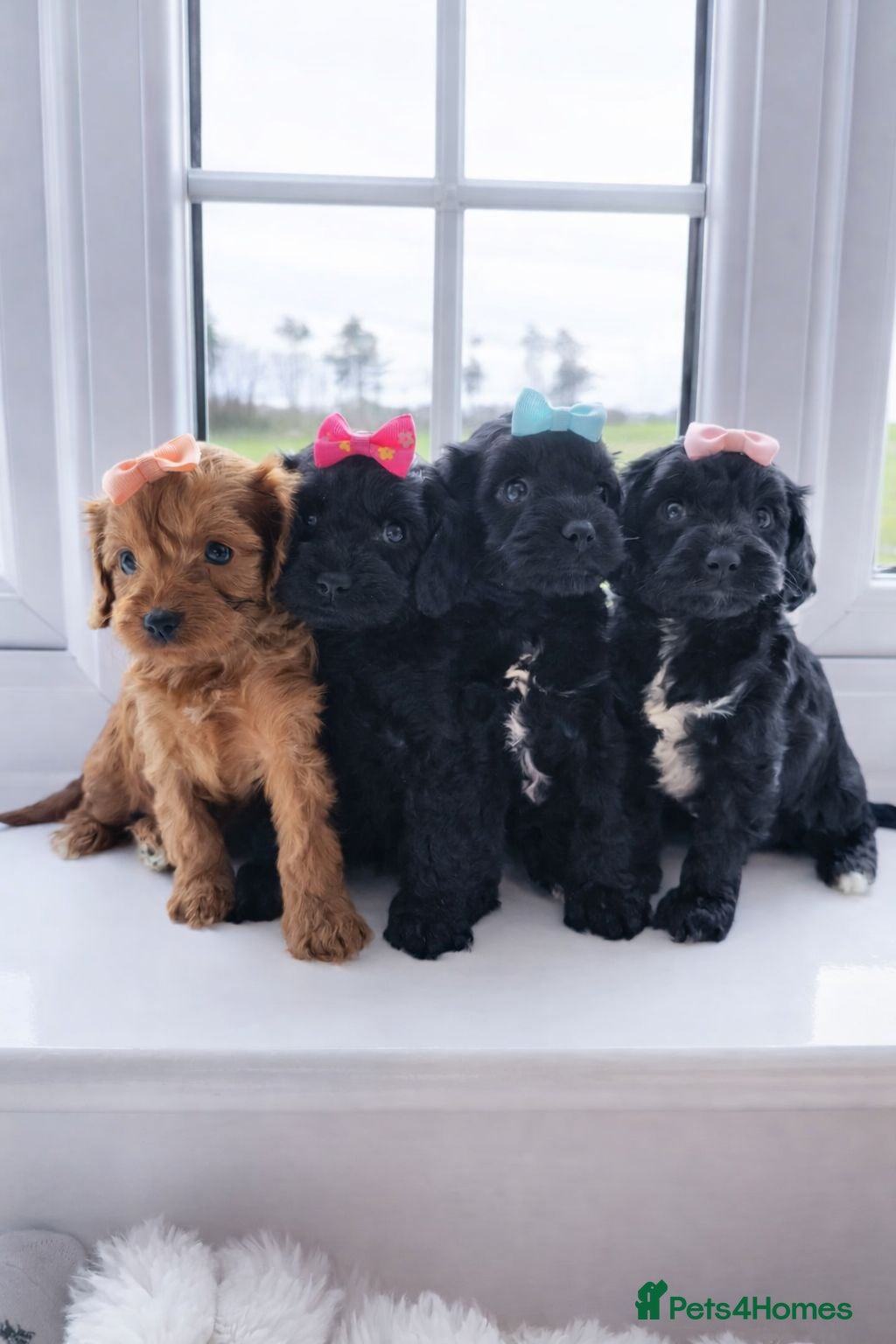 Cavapoo dogs A Tiny Tiny bunch of love 🧸❤️❤️❤️ - Advert 16