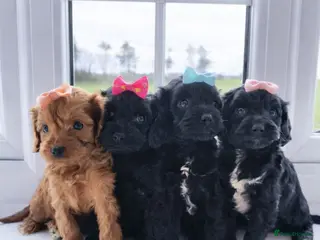 Cavapoo dogs A Tiny Tiny bunch of love 🧸❤️❤️❤️ - Advert 3