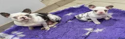 French Bulldog dogs for sale: *Ready NOW!!** Last Female!** - Advert 3