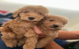 Cockapoo dogs for sale: 8 weeks old beautiful Cockapoo puppies  - Image 37
