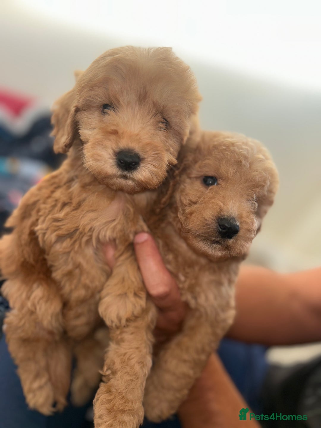 Cockapoo dogs for sale: 8 weeks old beautiful Cockapoo puppies  - Image 37